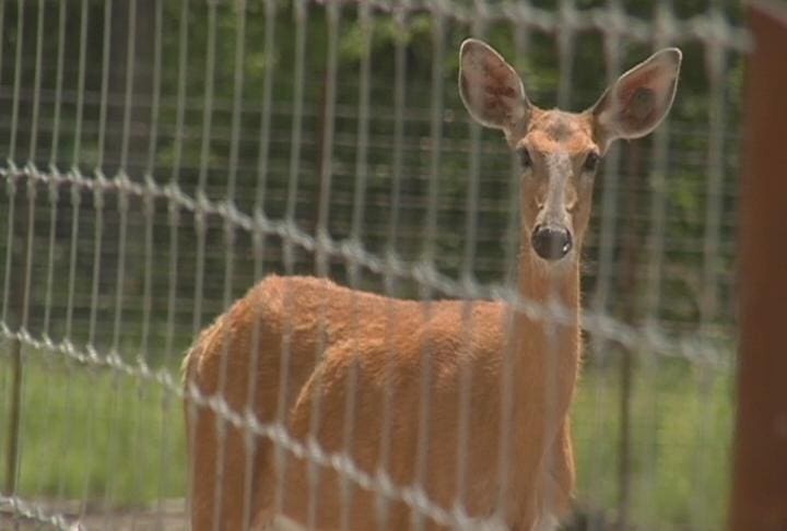 Doe_CWD_8244665_G_WQOW