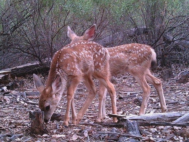 Mule Deer Fawns Mule Deer Fawns