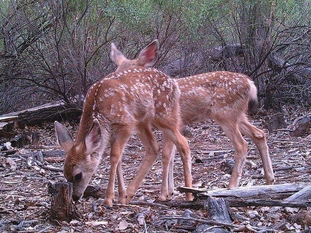 Mule Deer Fawns Mule Deer Fawns