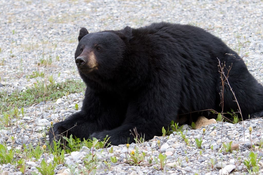 black bear attacks elderly woman