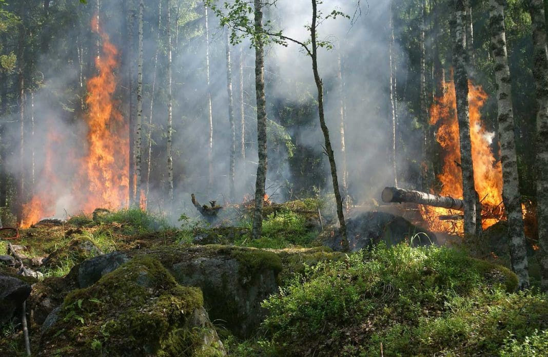 Prescribed burns in spring
