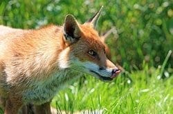 Fox - Totem Animal for Hunters