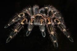 Spider - Totem Animal for Hunters