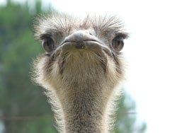 Ostrich - Totem Animal for Hunters