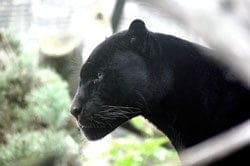 Panther - Totem Animal for Hunters