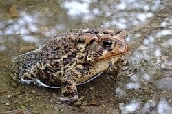Toad - Totem Animal for Hunters