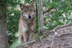 Wolf - Totem Animal for Hunters