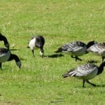 canada-goose-1008491_1280