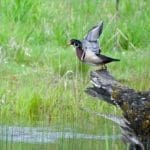 Wood Duck – Hunting Magazine.net