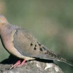 Hunting Mourning Doves – Hunting Magazine