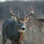 buck_1