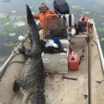 Massive South Carolina Gator – 603 lbs.