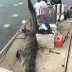 Massive South Carolina Gator – 603 lbs.