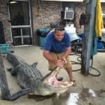 Massive South Carolina Gator – 603 lbs.