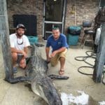 Massive South Carolina Gator – 603 lbs.