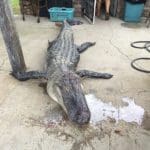 Massive South Carolina Gator – 603 lbs.