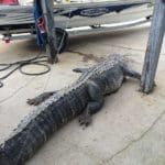 Massive South Carolina Gator – 603 lbs.