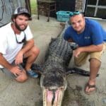 South Carolina Gator Hunters’ Bag Monster 603 Pound Gator