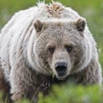 grizzly_2.jpeg
