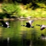 Waterfowl Hunters: You Can NOW Get Your Federal Duck Stamp Online