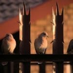 Dove Hunters