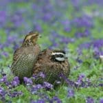 Bobwhites – HuntingMagazine.net