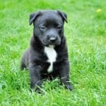 How-to Win the War on Your Pets Fleas and Ticks