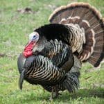 Wild Turkey