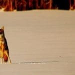 6 Useful Coyote Hunting Tips | Hunting Magazine