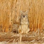 6 Useful Coyote Hunting Tips For Beginners | Hunting Magazine