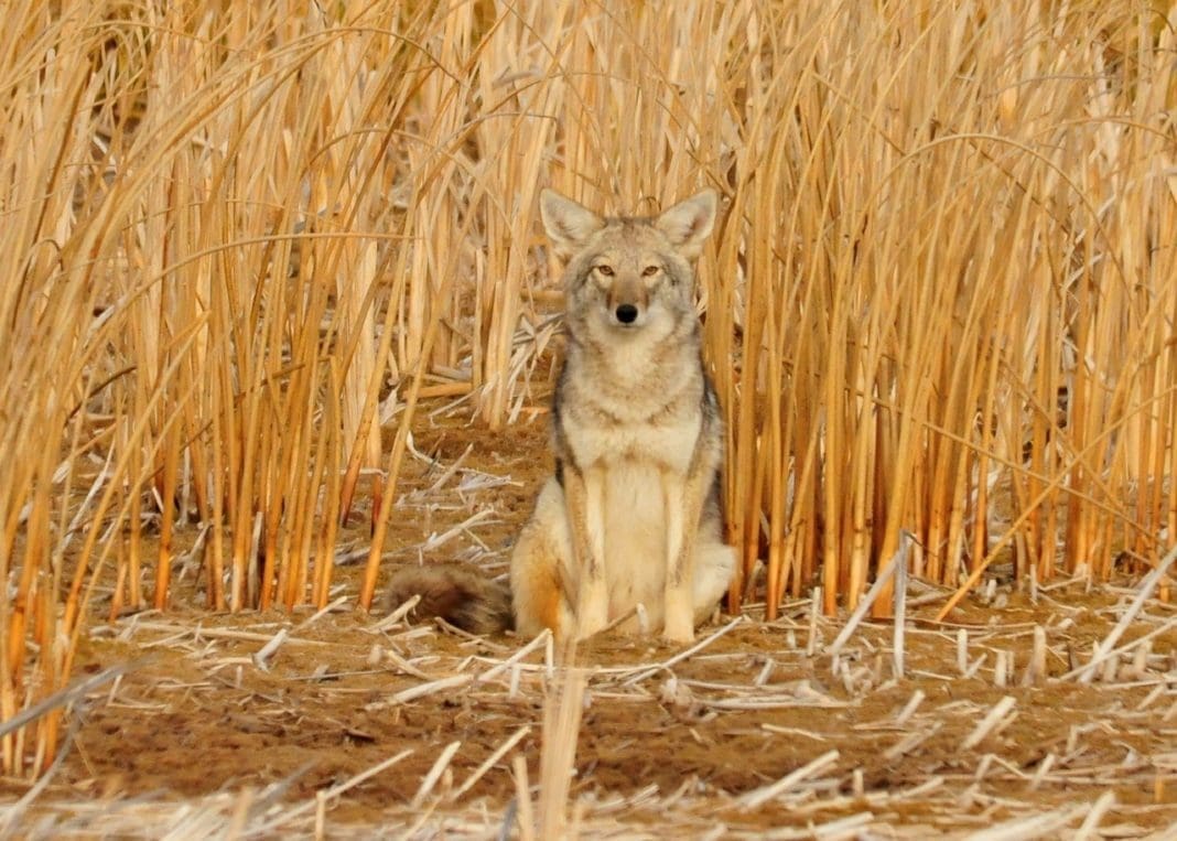 6 Useful Coyote Hunting Tips For Beginners | Hunting Magazine 6 Useful Coyote Hunting Tips For Beginners | Hunting Magazine
