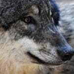 Wolf Plan