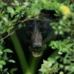 Camping Teenager Awakens to ‘Crunching Sound’ As Black Bear Bites into His Head
