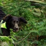 Hunting Wild Boar in Lomensko