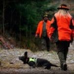Hunting Wild Boar in Lomensko