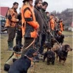 Hunting Wild Boar in Lomensko