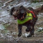 Hunting Wild Boar in Lomensko