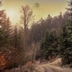 Hunting Wild Boar in Lomensko
