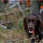 Hunting Wild Boar in Lomensko