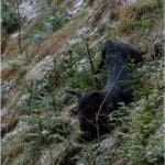 Hunting Wild Boar in Lomensko