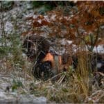 Hunting Wild Boar in Lomensko