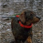 Hunting Wild Boar in Lomensko