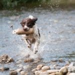 Preparing Your Gun Dog For The Hunt