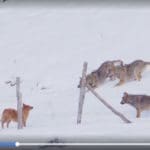 Pet Dog Chased and Attacked by Pack of Wolves