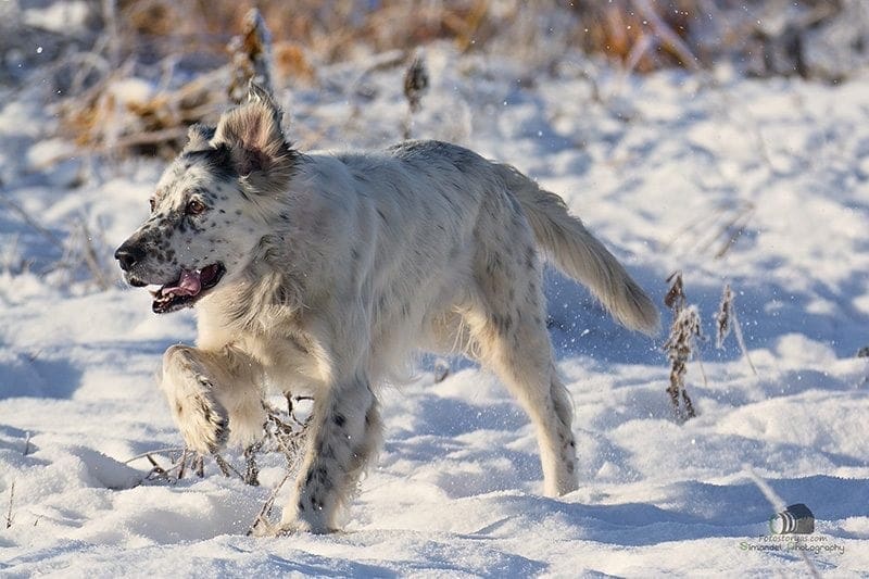 Hunting in The Snow in The Heart of Europe (Slovakia &ndash;Veľk&yacute; Grob)
