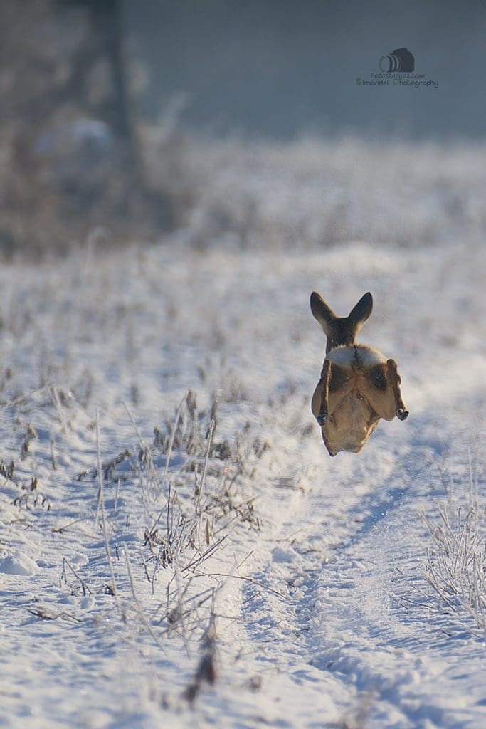 Hunting in The Snow in The Heart of Europe (Slovakia &ndash;Veľk&yacute; Grob)