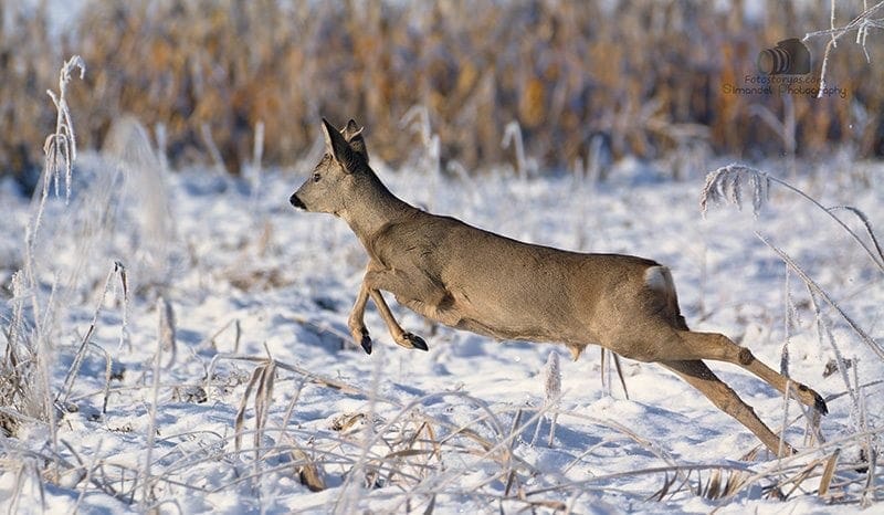 Hunting in The Snow in The Heart of Europe (Slovakia &ndash;Veľk&yacute; Grob)