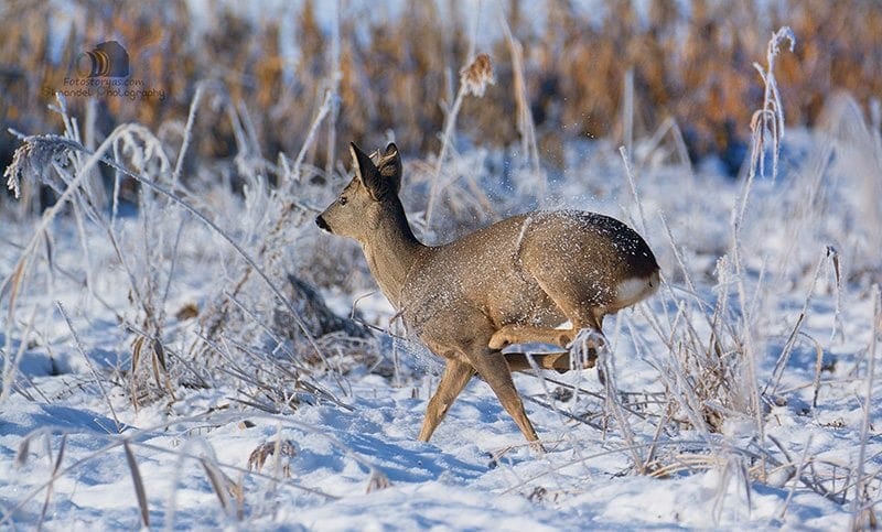 Hunting in The Snow in The Heart of Europe (Slovakia &ndash;Veľk&yacute; Grob)