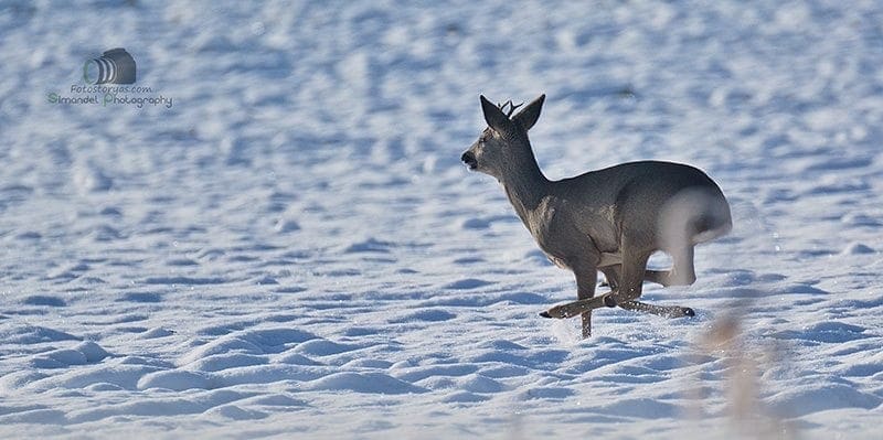 Hunting in The Snow in The Heart of Europe (Slovakia &ndash;Veľk&yacute; Grob)