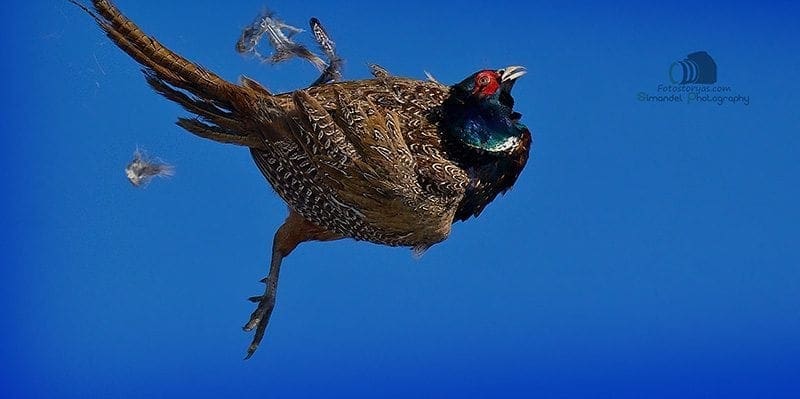 Hunting in The Snow in The Heart of Europe (Slovakia &ndash;Veľk&yacute; Grob)